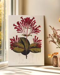 After Hover: Ferdinandusa speciosa - Rötegewächs