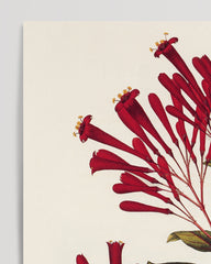 After Hover: Ferdinandusa speciosa - Rötegewächs