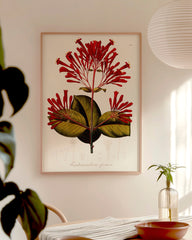 After Hover: Ferdinandusa speciosa - Rötegewächs