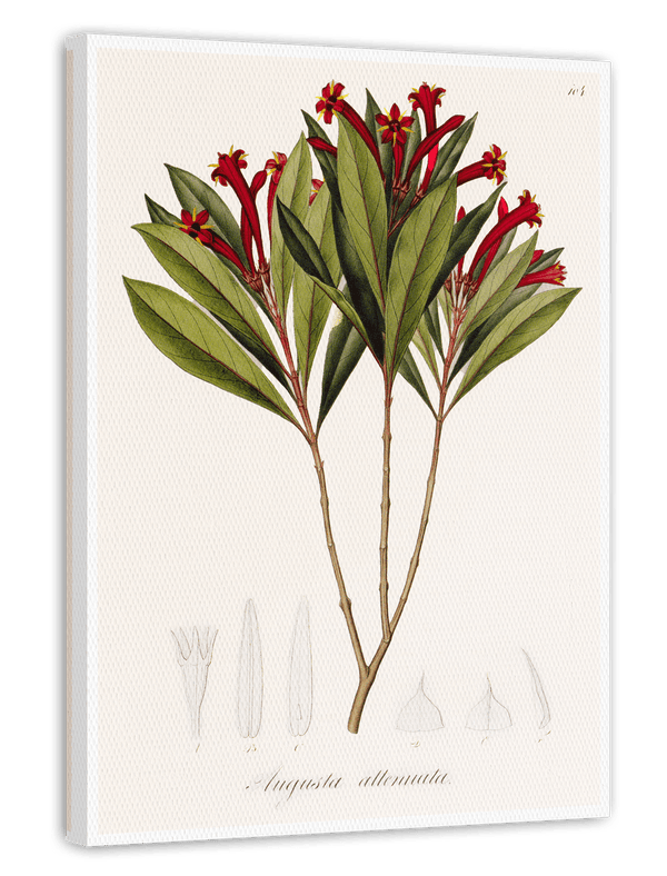 Augusta Attenuata - Pflanze mit roten Blüten