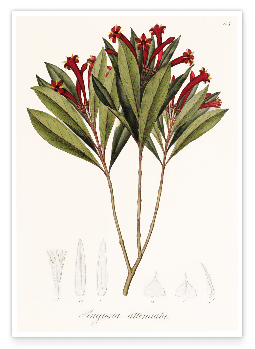 Augusta Attenuata - Pflanze mit roten Blüten