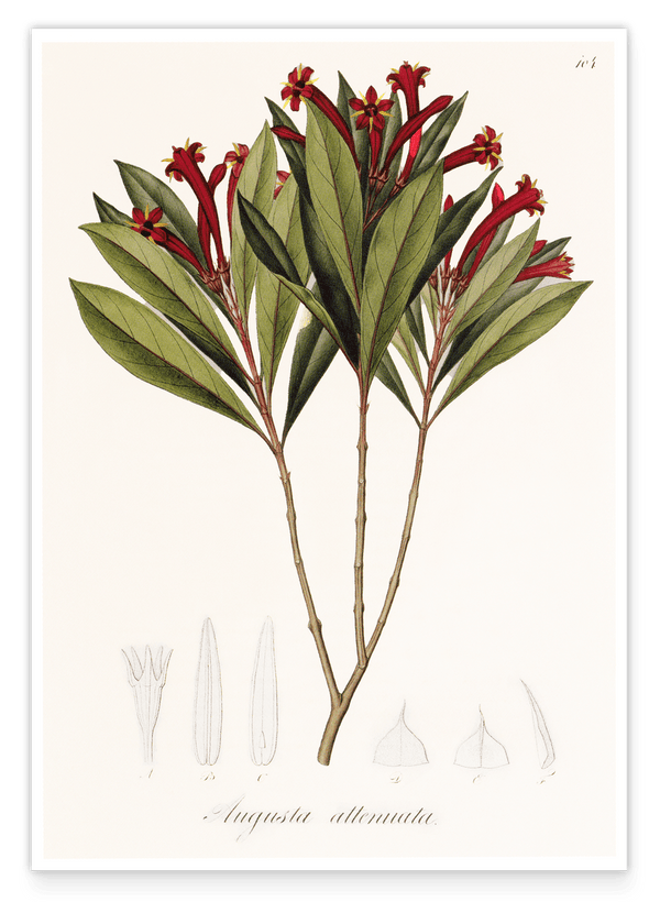 Augusta Attenuata - Pflanze mit roten Blüten