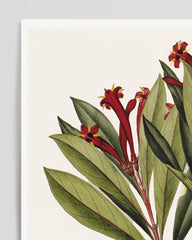 After Hover: Augusta Attenuata - Pflanze mit roten Blüten