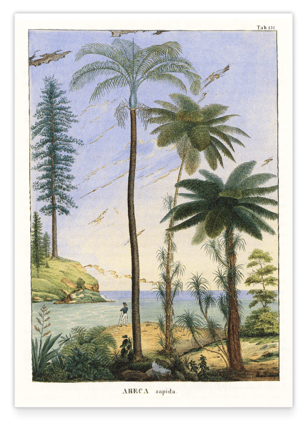 Areca Sapida - Tropische Landschaft