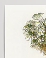 After Hover: Livistona - Australische Landschaft mit Palmen