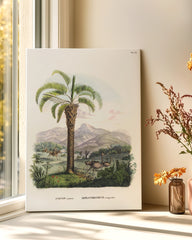 After Hover: Cocos capitata - Tropische Landschaft