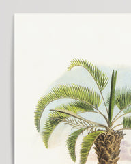 After Hover: Cocos capitata - Tropische Landschaft