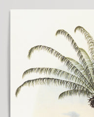 After Hover: Maximiliana regia - Palme