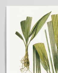 After Hover: Palmenblätter - Eine Analyse