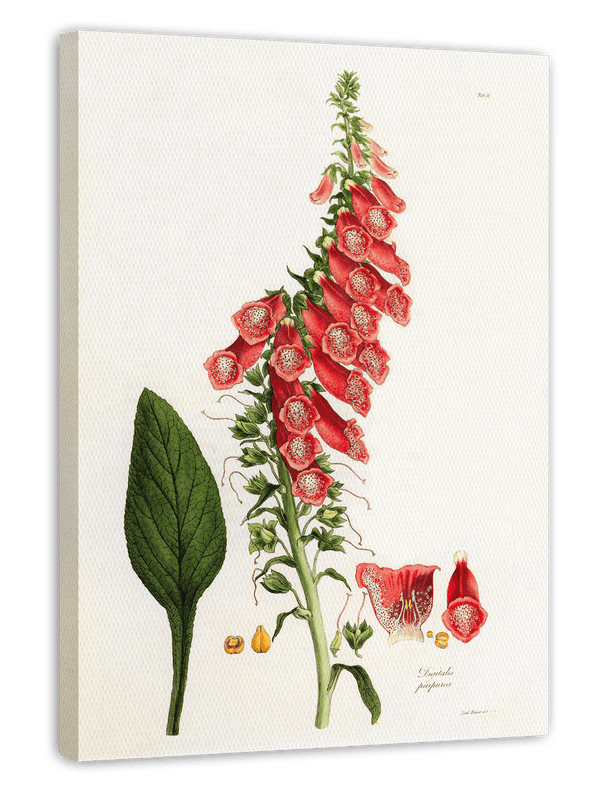 Digitalis Purpurea - Roter Fingerhut