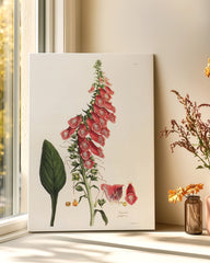 After Hover: Digitalis Purpurea - Roter Fingerhut