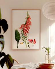 After Hover: Digitalis Purpurea - Roter Fingerhut