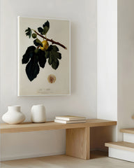 After Hover: Feigen am Zweig