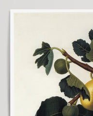 After Hover: Feigen am Zweig