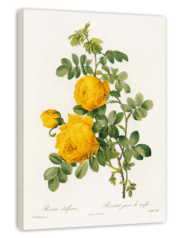 Rosenstrauch mit gelben Blüten