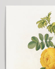 After Hover: Rosenstrauch mit gelben Blüten