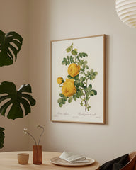 After Hover: Rosenstrauch mit gelben Blüten