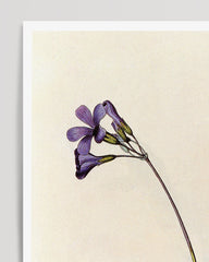 After Hover: Oxalis Elegans - Bergpalme