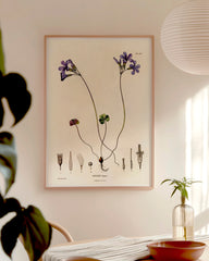 After Hover: Oxalis Elegans - Bergpalme