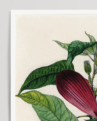 After Hover: Roter Hibiskus