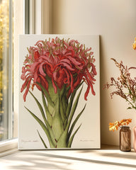 After Hover: Doryanthes excelsa - Australische Buschblüte