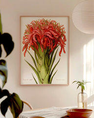 After Hover: Doryanthes excelsa - Australische Buschblüte