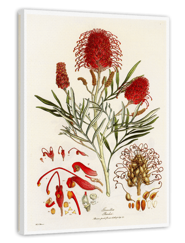 Grevillea Banksii - Silberbaumgewächs mit roten Blüten