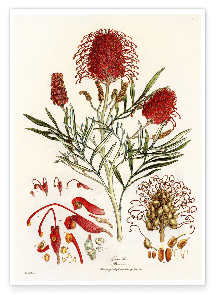 Grevillea Banksii - Silberbaumgewächs mit roten Blüten