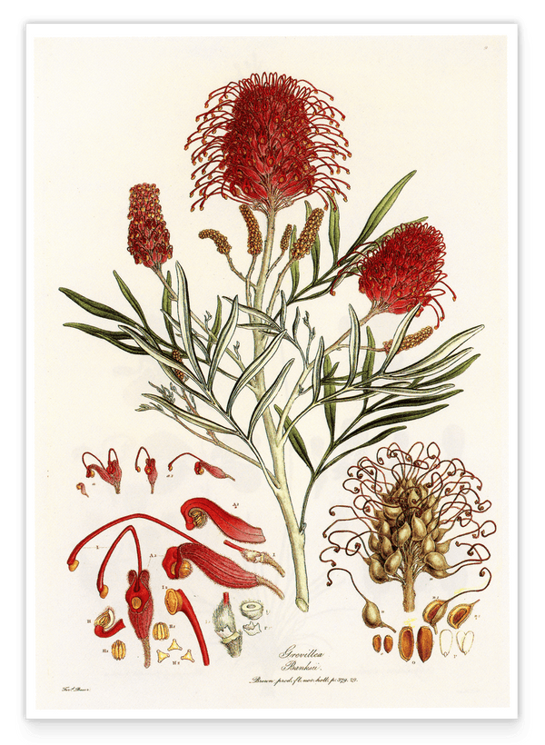 Grevillea Banksii - Silberbaumgewächs mit roten Blüten