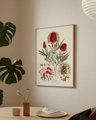 After Hover: Grevillea Banksii - Silberbaumgewächs mit roten Blüten