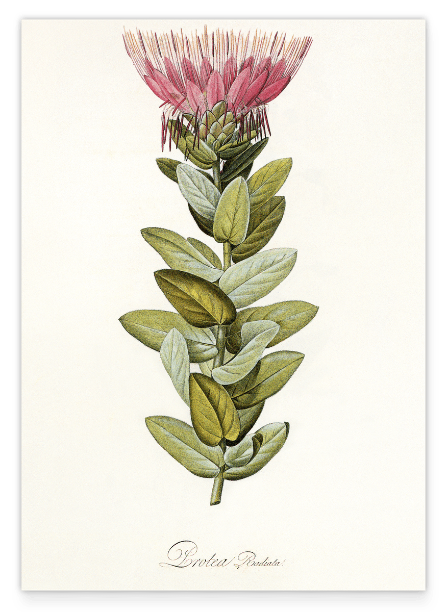 Protea Radiata - Königsprotea mit roter Blüte