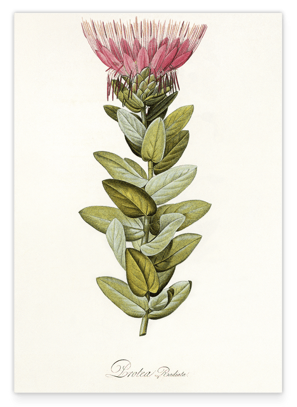 Protea Radiata - Königsprotea mit roter Blüte
