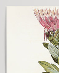 After Hover: Protea Radiata - Königsprotea mit roter Blüte