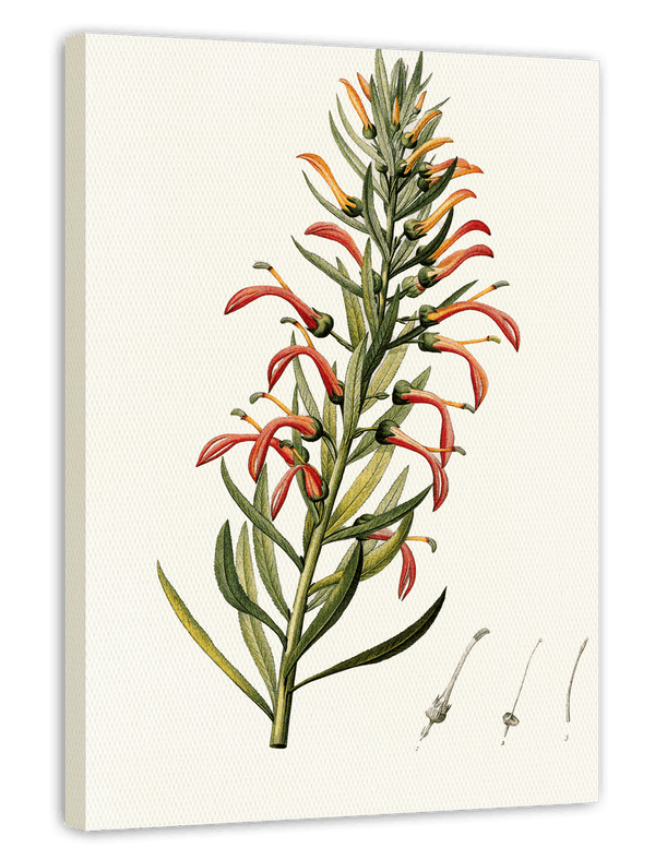 Lobelia Tupa - Teufelstabak