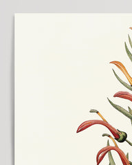 After Hover: Lobelia Tupa - Teufelstabak