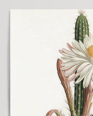 After Hover: Cactus Ambiguus - Kaktus mit weißer Blüte