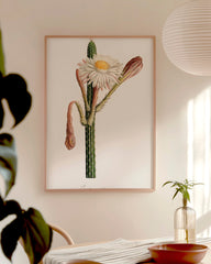 After Hover: Cactus Ambiguus - Kaktus mit weißer Blüte