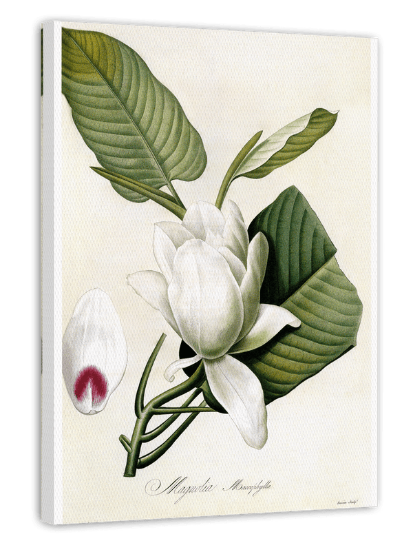 Magnolia Macrophylla - Großblättrige Magnolie