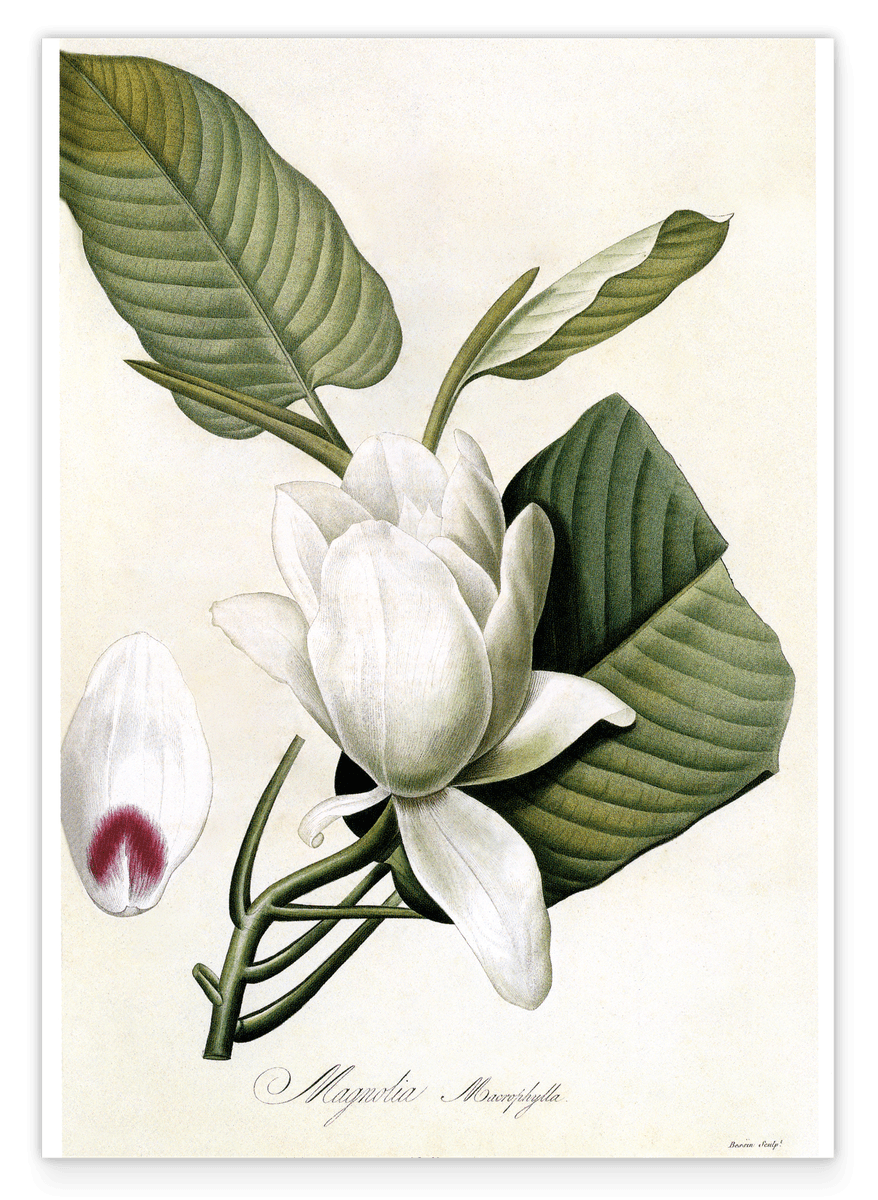 Magnolia Macrophylla - Großblättrige Magnolie