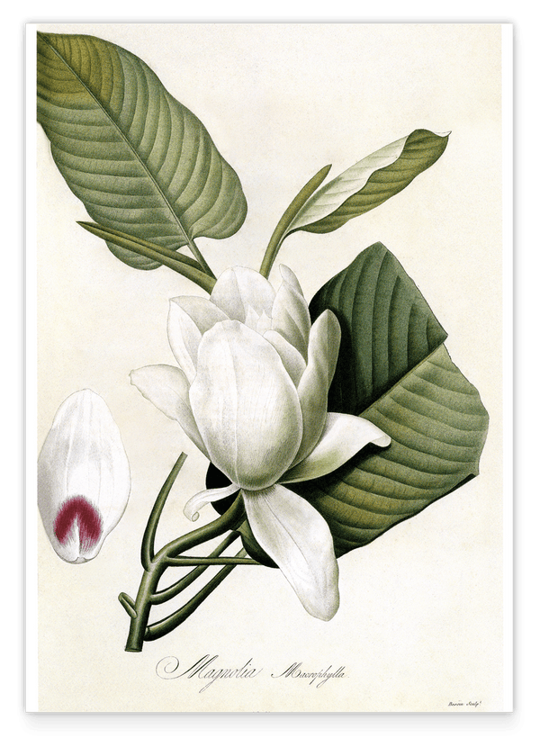 Magnolia Macrophylla - Großblättrige Magnolie