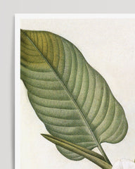 After Hover: Magnolia Macrophylla - Großblättrige Magnolie