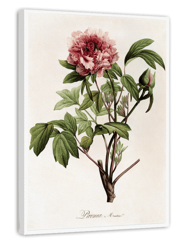 Paeonia - Pfingstrose
