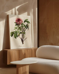 After Hover: Paeonia - Pfingstrose