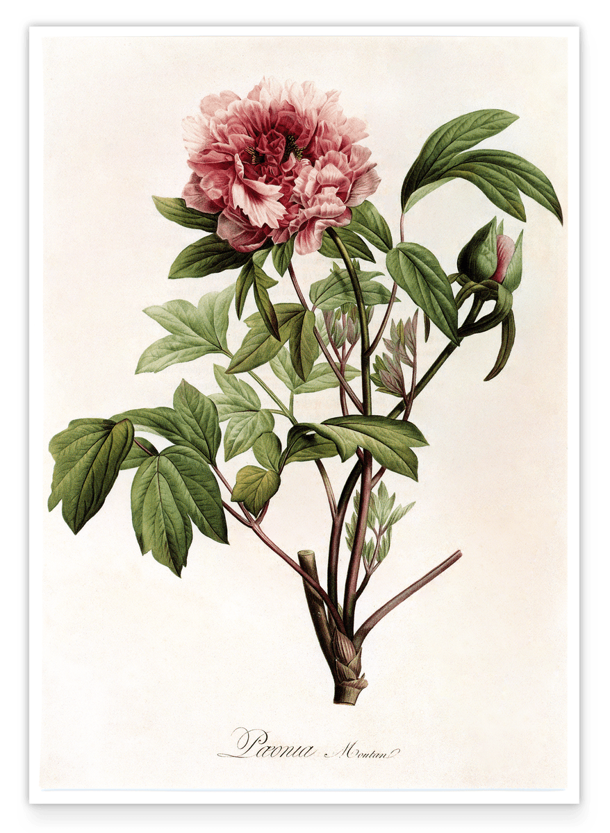 Paeonia - Pfingstrose