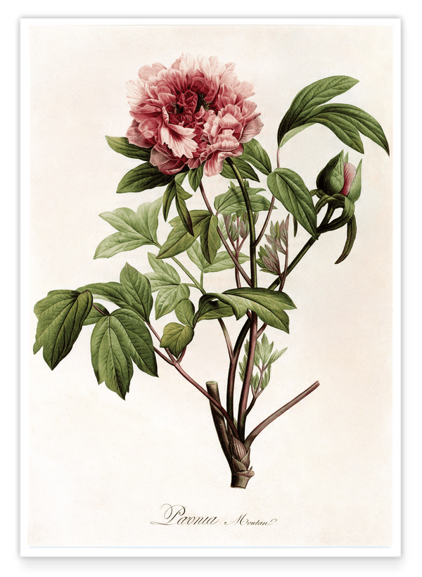 Paeonia - Pfingstrose
