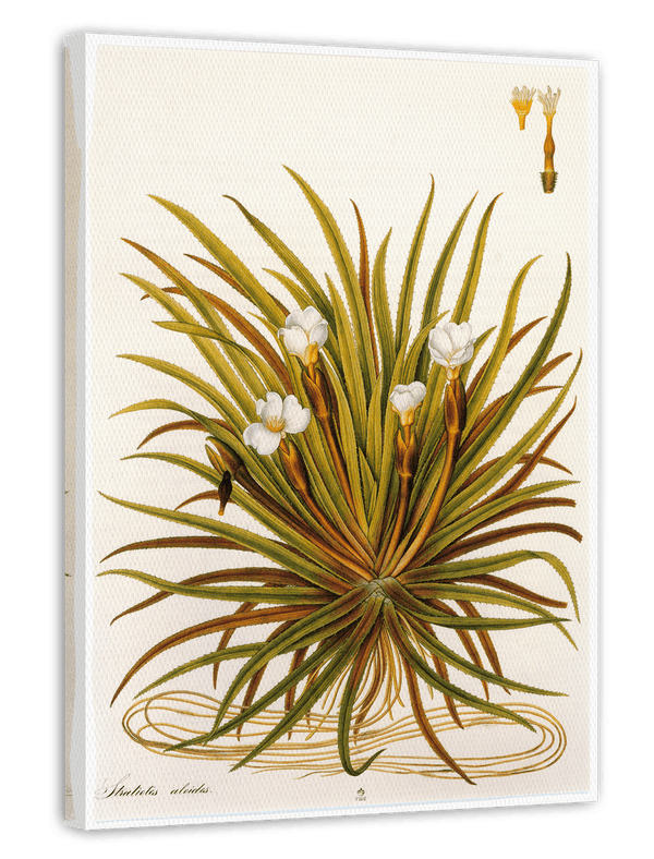 Stratiotes Aloides - Krebsschere