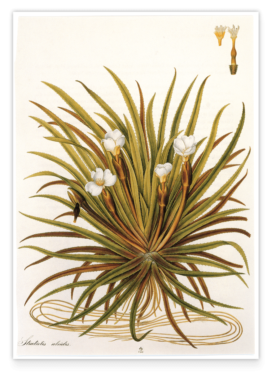 Stratiotes Aloides - Krebsschere