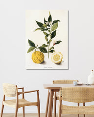 After Hover: Citrus - Zitronen und Zitronenzweig