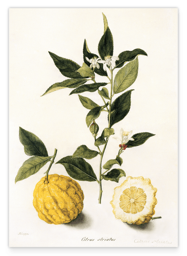 Citrus - Zitronen und Zitronenzweig