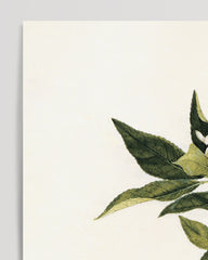 After Hover: Citrus - Zitronen und Zitronenzweig